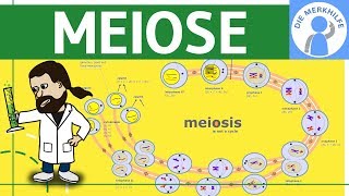 Meiose einfach erklärt  Zellteilung 2  Zellzyklus Ablauf Phasen amp Zusammenfassung [upl. by Stodder]