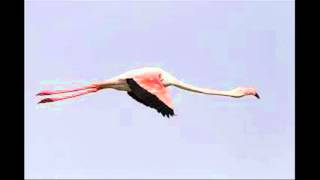 Greater flamingo Phoenicopterus roseus sound  صوت النحام الكبير [upl. by Ecnaled]