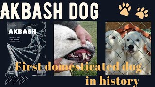 HİSTORY OF quotAKBASH DOGSquot The Detailed History Of The Akbash Dog İs Only On Our ChannelAltuğ ULUCAN [upl. by Rigdon]