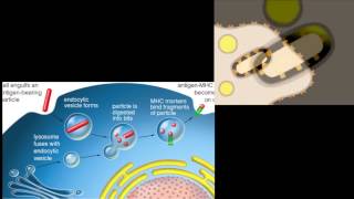 Primary and Secondary Immune Responses and Adaptive Immunity [upl. by Wanfried390]