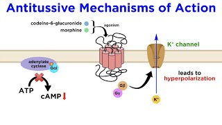 Antitussives Halting the Coughing Reflex Codeine Dextromethorphan Tessalon [upl. by Simonne]