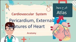 Pericardiumamp External Features of Heart Anatomy شرح علي أطلس [upl. by Cody]