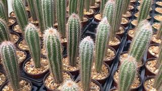 Pilosocereus leucocephalus maxonii cactus Oropoli Dept of El Paraiso Honduras [upl. by Morrissey]