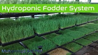 Making of hydroponic Fodder system [upl. by Wolenik]