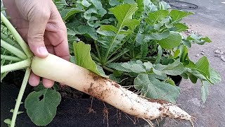 Grow Radishes from Seed in Containers – No Garden Needed [upl. by Fransisco519]