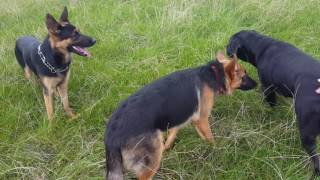 The German Shepherd and Cane Corso Best Friends [upl. by Recneps674]