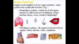 Tissues Organs and Systems  A Level AS Biology Revision [upl. by Trebbor]