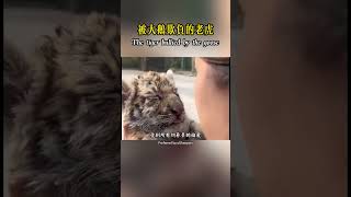 東北虎奶豆，一隻被大鵝欺負的老虎！shorts nature wildlife animal wildanimals animals 動物 [upl. by Neram264]