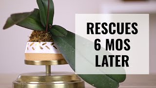 Phalaenopsis Orchid Rescue  6 Months Later  Epic Orchid Rescue Ep5 [upl. by Eniluqaj339]