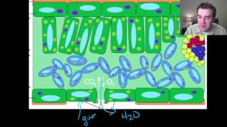 Plant evolutionary history part 1 of 2 [upl. by Hailee]