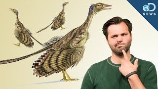 How Did Dinosaurs Evolve Into Birds [upl. by Petua690]