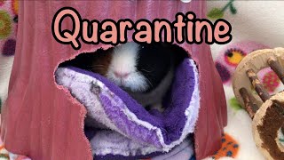 Quarantine for guinea pig [upl. by Lowson]