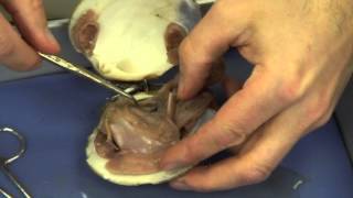 Mussel Dissection [upl. by Tilney664]