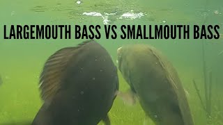 Largemouth Bass Vs Smallmouth Bass  Who got it shorts [upl. by Atirehgram]