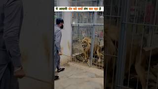 This is how a lions health is checked  ये आदमी शेर के साथ क्या कर रहा है shorts lion ytshort [upl. by Nilhtac]