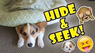 CORGI DOG PLAYS HIDE AND SEEK WITH ME [upl. by Cousin172]