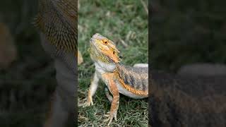 Facts About Bearded Dragons  Discover the Secrets of These Amazing Reptiles [upl. by Assener]