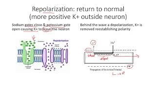 The Nervous System Part 2  Action Potential Crash Course Anatomy amp Physiology 9 [upl. by Enoved]