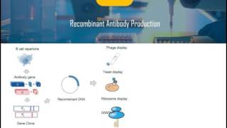 Introduction of Recombinant Antibody [upl. by Ynaffit]