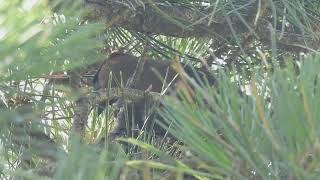 Cedar Waxwing parent and chicks [upl. by Ueihttam]