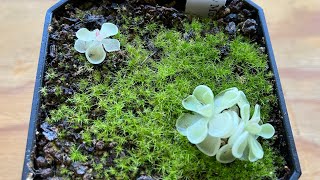 Plant spotlight  pinguicula ehlersiae quotMighty Mousequot [upl. by Leona]