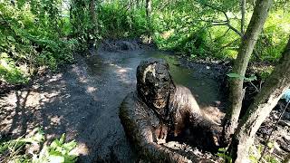 Can I swim in mud  Masurian Forest Bog 2024  Day 7  Take 2 [upl. by Ilsel850]