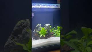 Planted betta tank Any name ideas betta plantedtank [upl. by Ekyt]