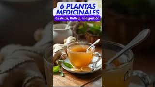 6 Plantas Medicinales para Aliviar Problemas Gástricos Gastritis Reflujo Indigestión [upl. by Yee]