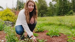 15 Medicinal Herbs and Their Uses for This Fall  Herb Garden Tour [upl. by Ativel684]