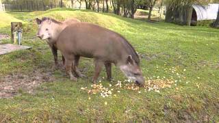 Brazilian Tapirs at Linton Zoo Tiana and Thiago meet for the first time Dec 2012MOV [upl. by Assiren819]