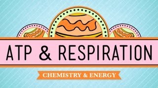 ATP amp Respiration Crash Course Biology 7 [upl. by Nerwal981]