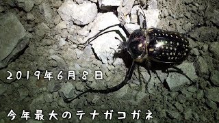 今年最大のテナガコガネ 【クワガタムシ】台湾北部2019年6月8日ライトトラップ [upl. by Seiber990]