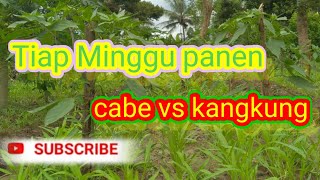 Tumpang sari cabe vs kangkung [upl. by Cid623]