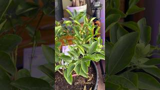 Week 18 Calamansi Tree indoor journey from buds to fruits indoorplants calamansi fruit [upl. by Cynarra]