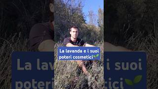 La lavanda e i suoi poteri cosmetici🧙 curaviva curiosità curiositàbotaniche lavanda [upl. by Linus]