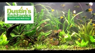 Planted Aquariums 125 gallon and 220 Planted Tank Fired up on a FRIDAY [upl. by Doley]