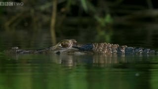 Giant Otters vs Caiman  Natural World 20122013 Giant Otters of the Amazon Preview  BBC [upl. by Jerroll610]