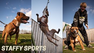 Active Weekend with our Staffordshire Bull Terriers [upl. by Jameson]