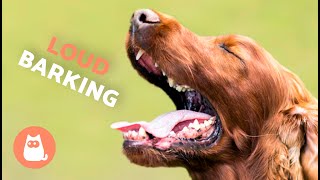 Dogs BARKING LOUD Compilation 🐶🔊 See How Your DOG REACTS [upl. by Taddeo978]