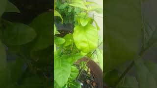 mogre mein phool pane ke panch tips mograplant agriculture gardening 🌱🌱🌱🌱🌱👍🙏 please subscribe [upl. by Hebe]