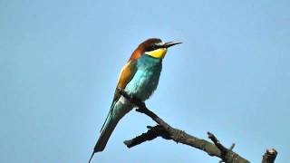 Vlha pestra Merops apiaster Bee eater Bienenfresser [upl. by Montagu]