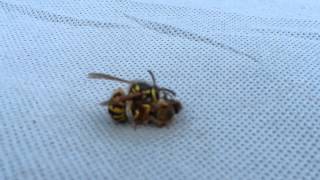 Wasp cuts bee in half [upl. by Aronle]