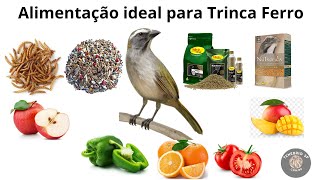 Alimentação ideal para Trinca Ferro [upl. by Atiuqihc705]