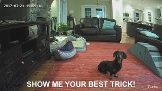 Crusoe Plays with Furbo Dog Camera [upl. by Ninetta948]