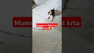 Mumma Se Fight Krta Mylo😂 shorts ytshortsindia viralvideo beaglepuppy trending mylo petsvlog [upl. by Andrei]