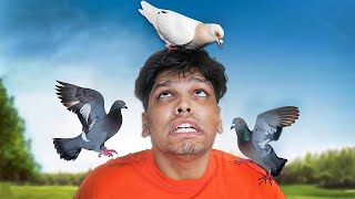 PIGEON PRANK ON BEST FRIEND [upl. by Sucerdor]