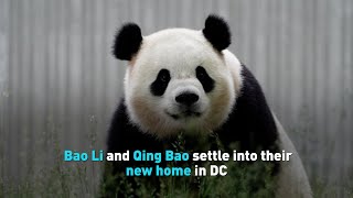 Bao Li and Qing Bao settle into their new home in DC [upl. by Noynek]