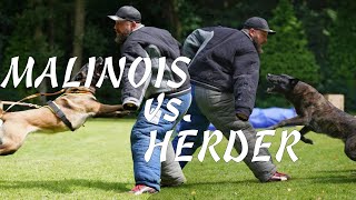 06Malinois vs Hollandse Herder der Vergleich [upl. by Nilesoj]