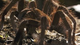 Worlds Biggest Spider Gobbles Down an Unsuspecting Lizard [upl. by Edna]