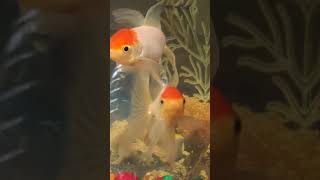 Cute goldfishes timelapse 🐠🐟fish animals cute shorts aquarium viralshort new water trending [upl. by Leann676]